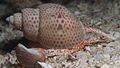 Profile Picture of Zemiropsis papillarison Wikipedia