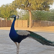 Profile Picture of Thar Desert Glow (@TharDesertGlow-wn3jk) on Youtube