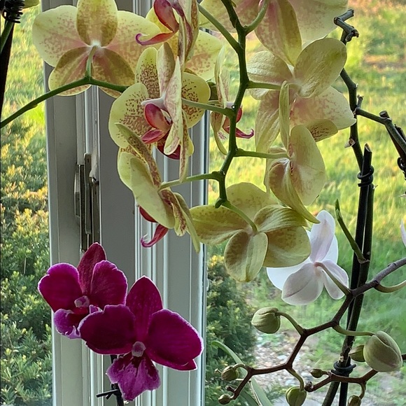 Profile Picture of Lyn Bradsher (@luckylyn777) on Poshmark