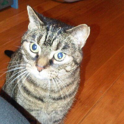 Profile Picture of Roberta Harvey (@RH_0404) on Twitter