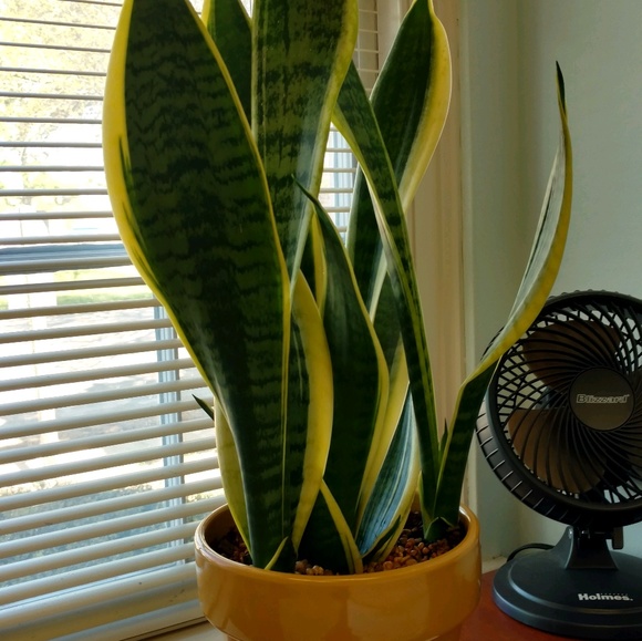 Profile Picture of Tony Yarbrough (@ty42480) on Poshmark