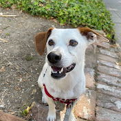 Profile Picture of MR. C. AND JACK, MUNDO PRE-ESCOLAR (@jackslearningspot1471) on Youtube