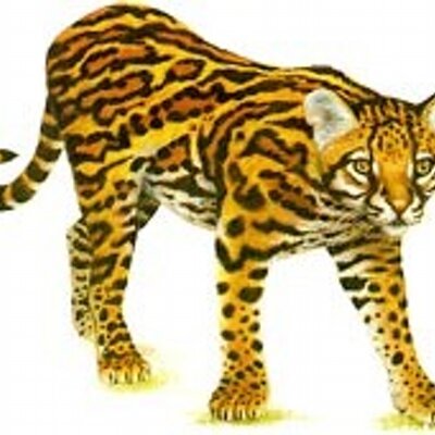 Profile Picture of Joel Campos Alves (@joelcampos05) on Twitter