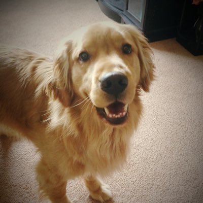 Profile Picture of David Chiodo (@chiodosan) on Twitter