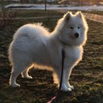 Profile Picture of Eva 🐶The Samoyed 🐼 (@samoyed_eva) on Instagram
