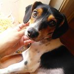 Profile Picture of Lola Maria Lutz Benites (@lola_maria_dog) on Instagram