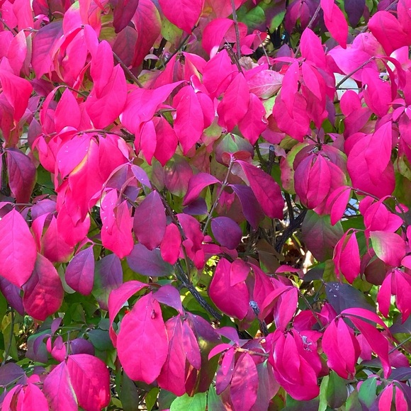 Profile Picture of Gabrielle Rousseau (@gbrellerouss) on Poshmark