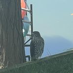 Profile Picture of Amber Graves (@Amber-Graves) on Facebook