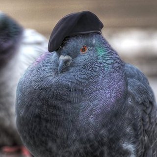 Profile Picture of Sergeant_Pigeon (@Mr_DanPigeon) on Twitter