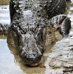 Profile Picture of Eric Kimberly Ancrum (@kim.ancrum.1) on Facebook