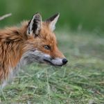 Profile Picture of Michael Oertel (@mitchoertel.fotografie) on Instagram