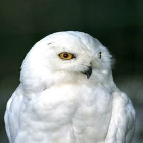 Profile Picture of Joseph Liotta (@jliotta759) on Pinterest