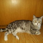 Profile Picture of Jeremy Leopold (@dergamer3.1) on Instagram