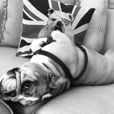 Profile Picture of Tim McCann (@claradog1) on Twitter