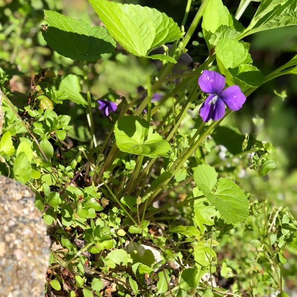 Profile Picture of Aracelys Velazquez (@aracelysv) on Poshmark