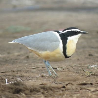 Profile Picture of Dave Allan (@dave17allan) on Twitter