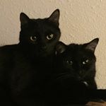 Profile Picture of Schmed & Ricky (@schmed_and_ricky) on Instagram