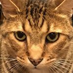 Profile Picture of Alex Loftin (@loftinalex) on Instagram