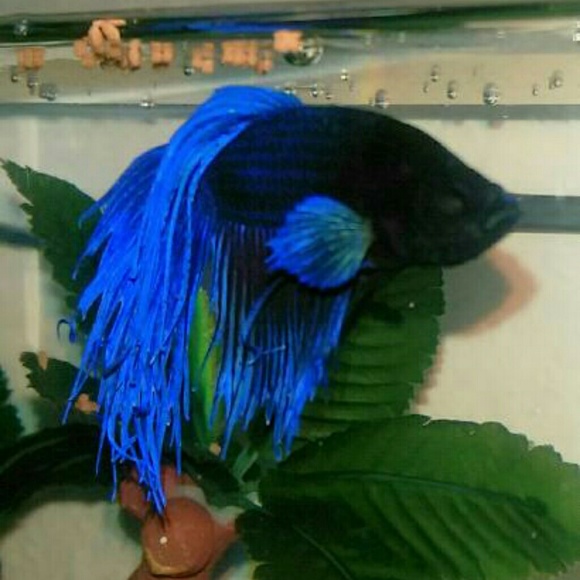 Profile Picture of Dee Tillman (@jaydee1725) on Poshmark