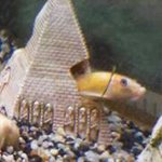 Profile Picture of Adrian Latham (@lathaj01) on Instagram