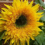 Profile Picture of neilfinegan (@neilfinegan) on Instagram