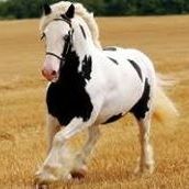 Profile Picture of Apolonio Aleman Cantu (@aalemancantu) on Pinterest