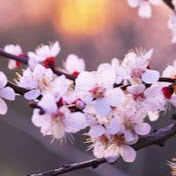 Profile Picture of Cindy Mui (@cindymui3319) on Youtube