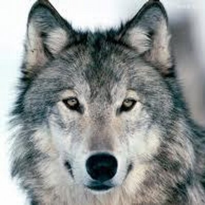 Profile Picture of Daniel Wilczyński (@DanielWilczyski) on Twitter