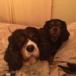 Profile Picture of Chester & Marcey (aka Dink) (@chesterdink) on Instagram