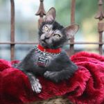Profile Picture of Tony Francis (@tony_francis_lykoi) on Instagram