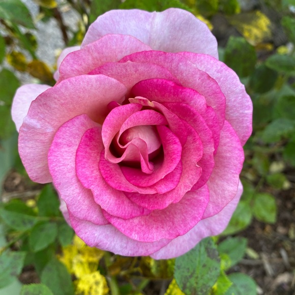 Profile Picture of Mymy Nguyen (@mymynguyen409) on Poshmark