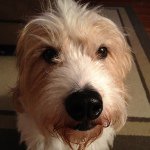 Profile Picture of Adam Rocco (@roccoaj) on Instagram