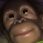 Profile Picture of Harold The Monkey (@haroldonyou) on Instagram