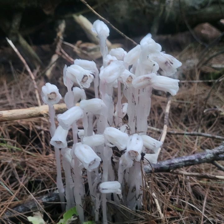 Profile Picture of David Saltsman (@@davidsaltsman21) on Tiktok