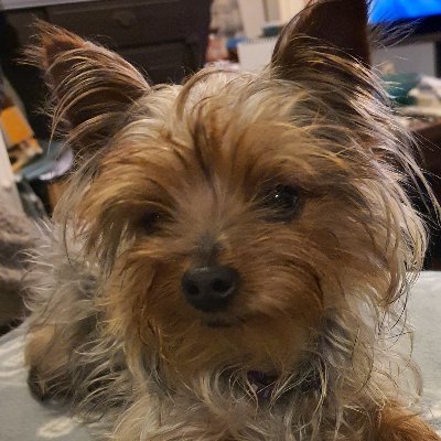 Profile Picture of Sandy Gibbs (@Sandygi44508094) on Twitter