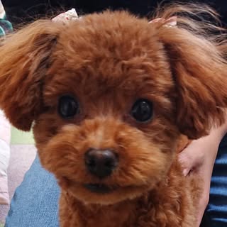 Profile Picture of chako_m (@chako_m) on Instagram