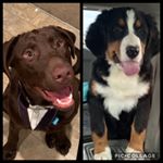 Profile Picture of Hank Harrison & Zeke Jefferson (@hank_and_zeke) on Instagram