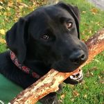 Profile Picture of Chris.tartaglia (@chris.tartaglia) on Instagram