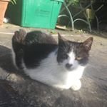 Profile Picture of Molly Quigley (@molly_the_cat_qzz) on Instagram