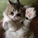 Profile Picture of Steve Martin Cowart (@stevemartinthepersian) on Instagram