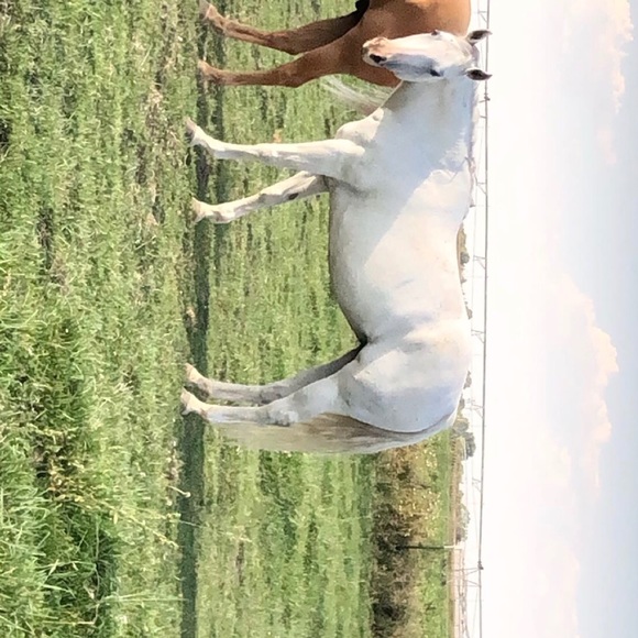 Profile Picture of Bracee Coombes (@bracee_coombes) on Poshmark