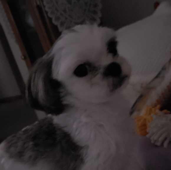 Profile Picture of Carol Wiborg (@carolwiborg) on Poshmark