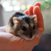 Steven Shen - Youtube Profile Picture of Steven Shen (@shenhh7) on Youtube