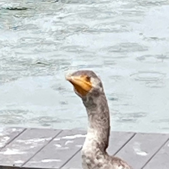 Profile Picture of Allie Pociask (@agp2027) on Poshmark