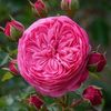 Profile Picture of Mohammed Aly (@mohammedaly0) on Tiktok