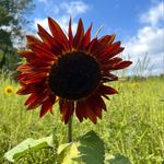 Profile Picture of Erin Thollot (Krivulka) (@lurvella.the1and.only) on Instagram