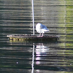 Profile Picture of Brent Dillow (@brentdillow) on Flickr