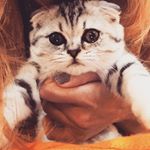 Profile Picture of miascottish (@miascottish) on Instagram