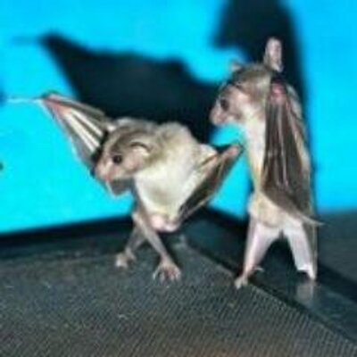 Profile Picture of Brian Macy (@@BeeM001) on Twitter