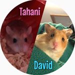 Profile Picture of David & Tahani (@king_david_the_hamster) on Instagram
